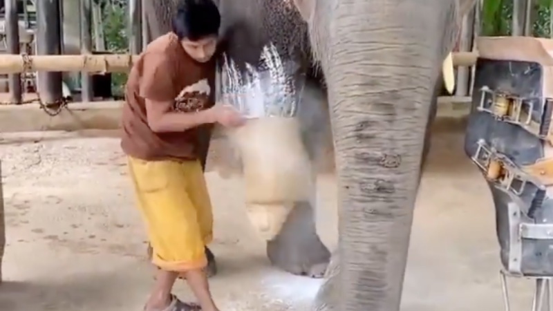 An amputated elephant warms our hearts